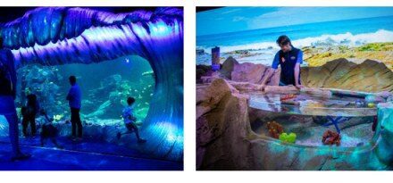 Explore Wonders at SEA LIFE Sydney Aquarium