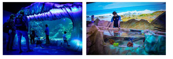 Explore Wonders at SEA LIFE Sydney Aquarium