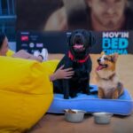 Mov’in Bed Unveils Pooch Cinema at Barangaroo Oasis!