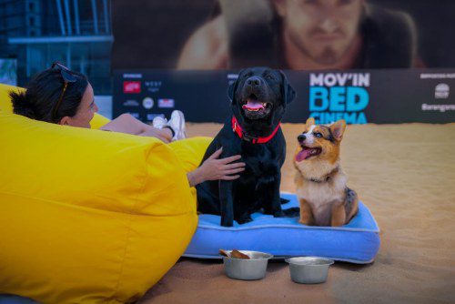 Mov’in Bed Unveils Pooch Cinema at Barangaroo Oasis!