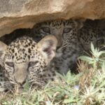 Rare Arabian Leopard Triplets Born in Alula Conservation