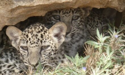 Rare Arabian Leopard Triplets Born in Alula Conservation