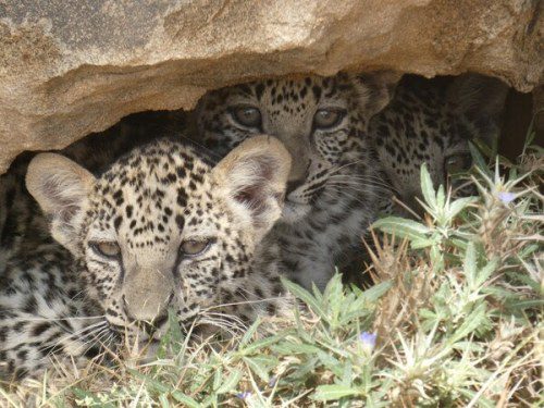 Rare Arabian Leopard Triplets Born in Alula Conservation