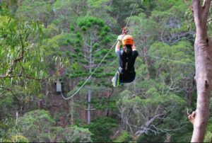 The Canyon Flyer at Tamborine Mountain Glades reopening on January 10