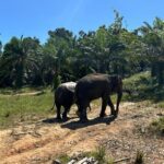 Ethical Elephant Tourism: Intrepid Teams with WAP Thailand