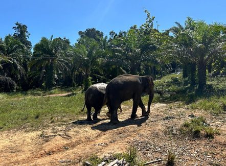 Ethical Elephant Tourism: Intrepid Teams with WAP Thailand