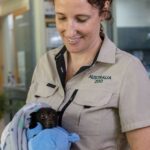 Australia Zoo Battles Deadly Threat to Flying Foxes & Lorikeet