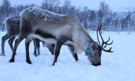 Experience Norway: Northern Lights Awaits Aussie Agents!