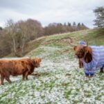 Scotland’s Winter Glow-Up: Cozy Coos in Cardigans