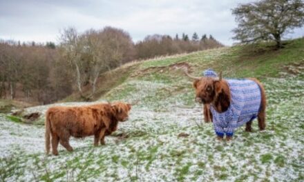 Scotland’s Winter Glow-Up: Cozy Coos in Cardigans