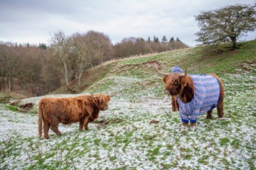 Scotland’s Winter Glow-Up: Cozy Coos in Cardigans