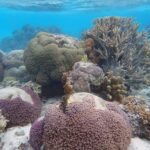 Great Barrier Reef Faces Catastrophic Coral Bleaching