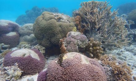 Great Barrier Reef Faces Catastrophic Coral Bleaching