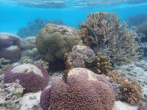 Great Barrier Reef Faces Catastrophic Coral Bleaching