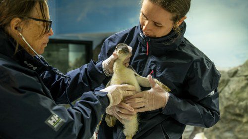 Meet Goose: SEA LIFE Sydney’s Newest Star!