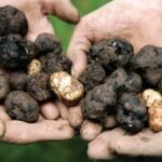 20th Oregon Truffle Festival Highlights Dark Skies