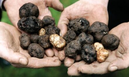 20th Oregon Truffle Festival Highlights Dark Skies