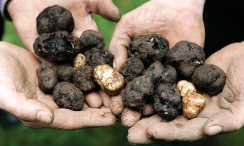 20th Oregon Truffle Festival Highlights Dark Skies