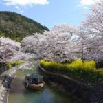 Hidden Kyoto: Yamashina’s Secret Cherry Blossom Spots Revealed