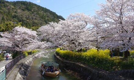 Hidden Kyoto: Yamashina’s Secret Cherry Blossom Spots Revealed