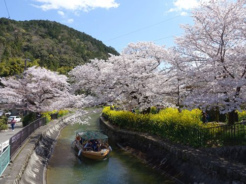 Hidden Kyoto: Yamashina’s Secret Cherry Blossom Spots Revealed