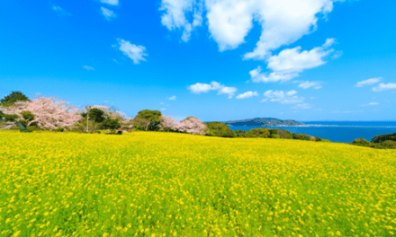 Explore Fukuoka’s Urban Oasis in 3 Unique Ways