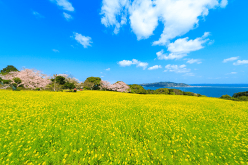 Explore Fukuoka’s Urban Oasis in 3 Unique Ways