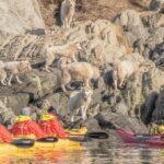 Seabourn Venture Unveils 2026 Northwest Passage Tours