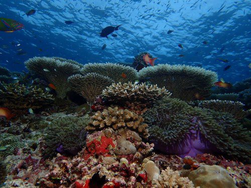 Bawe Island Unveils New Zanzibar Marine Reserve