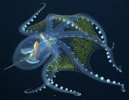 Deep Sea Habitats and Adaptations