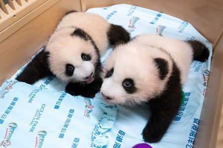 Giant panda cubs_Twin Boy (left)_Twin Girl (right)