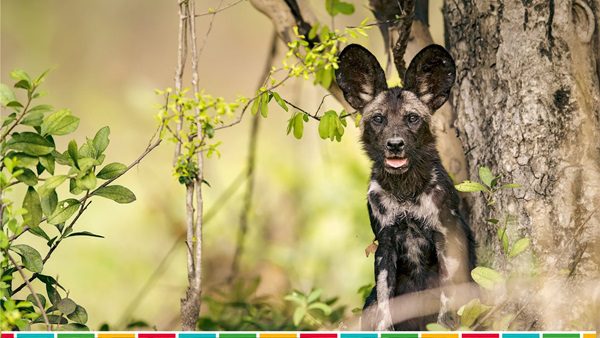 OurAfrica.Travel 2025 Unveils Story Series Spotlighting Tourism Trailblazers