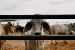 Pioneering Sustainable Conservation and Agriculture Bullo River Station Shares Inaugural Sustainability Report Amidst 10-year Partnership with the Australian Wildlife Conservancy