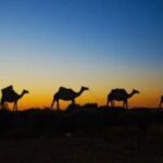 Experience the Camel-azing Adventure in Outback QLD 2025!