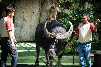 World Animal Protection