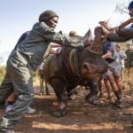 White Rhino Relocated to Tanzania in Historic Partnership