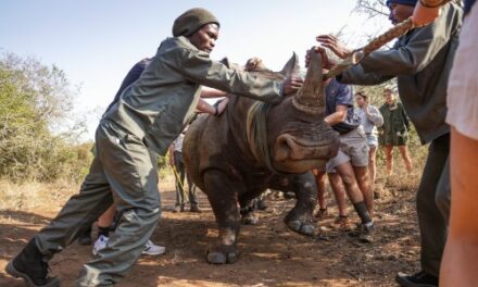 White Rhino Relocated to Tanzania in Historic Partnership