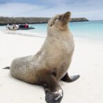 🚢 Book Now: Celebrity’s 2027 Galapagos Expeditions!