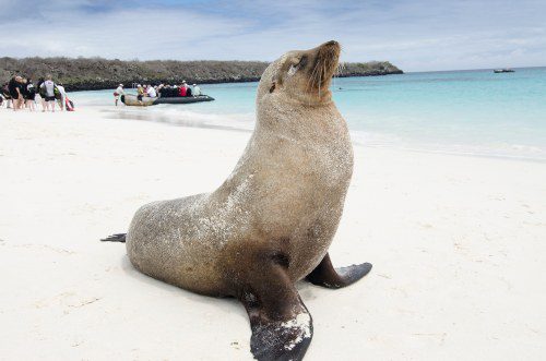 🚢 Book Now: Celebrity’s 2027 Galapagos Expeditions!