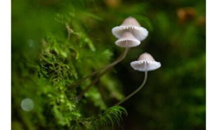 🌿 Discover Fungi Magic at Corinna Wilderness Village! 🍄