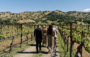 Napa Wine Tasting Experiences By Reservation Cliff Lede Vineyards