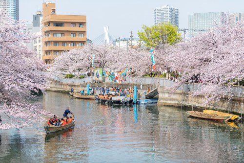 Tokyo’s Best Sakura Festivals & Hidden Hanami Spots!