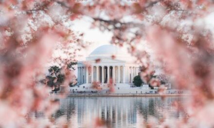 Washington, DC Blooms: Spring Magic & Cherry Blossoms!