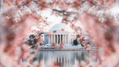 Washington, DC Blooms: Spring Magic & Cherry Blossoms!