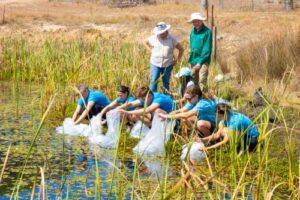 In a world-first, SEA LIFE Sydney Aquarium has bred and released 252 Southern pygmy perch (Nannoperca australis) at Lade Vale, New South Wales, marking a key milestone for conservation efforts to protect this native Endangered species.
"Though they are small, the Southern pygmy perch are mighty! They play a vital role in freshwater ecosystems by controlling insect populations and supporting biodiversity, which ensures the health of streams and wetlands," said Laura Simmons, Head of Conservation, Welfare, and Education for SEA LIFE Aquariums Australia and New Zealand.
"Four years ago, when the NSW Government’s Fisheries Division approached SEA LIFE Sydney, we embraced the challenge to take on custodianship, develop best practices within the aquarium, and ultimately breed the Southern pygmy perch for a cooperative breed-for-release program to encourage wild repopulation. We are incredibly proud of reaching this milestone, which marks a significant step in recovering the species and securing its future in Australia's freshwater ecosystems," she added.
Southern pygmy perch were once widely distributed and abundant in the Murray, Lachlan, and Murrumbidgee catchments. The species has now disappeared from most locations in NSW and has only been recorded from a handful of sites in the last 30 years.
The aquarium-bred Southern pygmy perch have been released into a waterway on a private property at Lade Vale, NSW, determined as a suitable habitat by the project experts. Post-release, project partners, NSW Department of Primary Industries and Regional Development (DPIRD) Fisheries and Gunning District Landcare, will closely monitor the fish to ensure their successful integration into the wild.
“It’s exciting to be working with SEA LIFE Sydney and the local landcare group on new and innovative ways to re-establish this unique and important species back in the landscape”, said Luke Pearce, DPIRD Senior Fisheries Manager.
Southern pygmy perch are threatened by habitat loss from flood control measures and dams, which disrupt river flow and temperature, as well as by competition and predation from invasive species like Redfin perch, common carp and Eastern gambusia.
As part of its broader conservation strategy, SEA LIFE Sydney will continue to support research, breeding programs, and habitat restoration projects, collaborating with government and conservation partners to secure a future for the Southern pygmy perch and other vulnerable species within Australia and around the world.
For more information on SEA LIFE Sydney Aquarium’s conservation efforts or to plan a visit, please visit: www.visitsealife.com/sydney/conservation/local-conservation-projects/southern-pygmy-perch-breeding-program