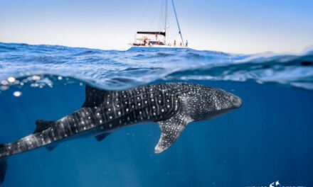 First Whale Sharks of 2025 Arrive at Ningaloo Reef!