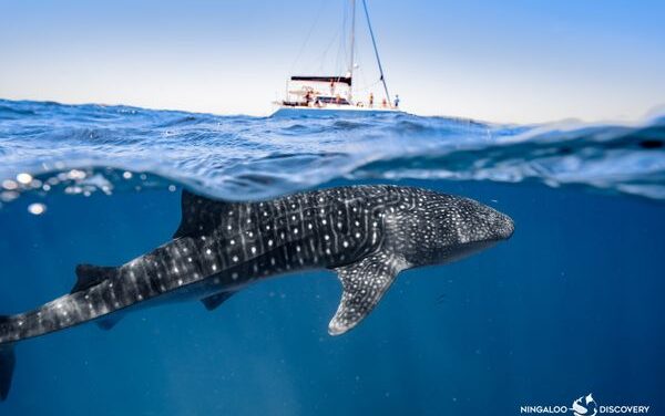 First Whale Sharks of 2025 Arrive at Ningaloo Reef!