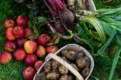 🍀 Taste the Past: Explore Ireland’s Rich Food History! 🥘