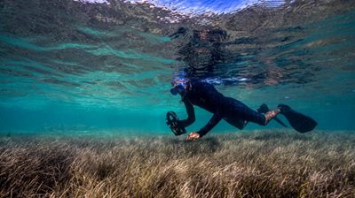 Four Seasons Mauritius Leads with Seagrass Nursery