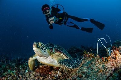 Diver,And,Green,Turtle,In,Gili,,Lombok,,Nusa,Tenggara,Barat,